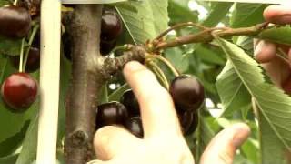 Cherry, Plum & Apricot Mini Orchard