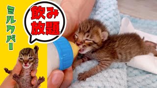 【子猫】「そっかー」ここのミルクバーは飲み放題やったわー【保護猫生活4日目】