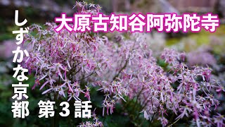 しずかな京都　第3話　「大原古知谷阿弥陀寺」の大文字草の花、紅葉も楽しめるスポット