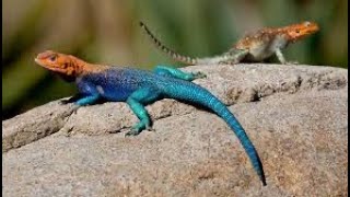 Mafarkin Kadangare Innalillahi ( Lizard Dream Subhanallah )