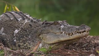 Da beira da extinção ao \