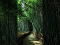 【京の眺め】 15 嵐山「竹林の道」 kyoto arashiyama bamboo 嵐山 竹林の小径