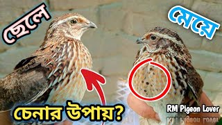 কোয়েল পাখি ছেলে ও মেয়ে চেনার উপায় | Quail bird is a way to Male or Female | RM Pigeon Lover.