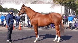 カリフォルニアクローム(California Chrome) - アロースタッド種牡馬展示会2022