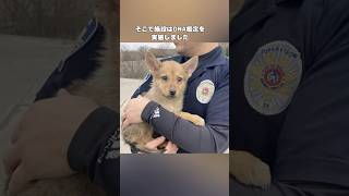 謎の動物が警官に保護されました！DNA鑑定が行われると・・・ #感動 #animals #犬