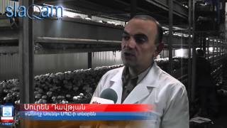 Slaq.am «Առողջ Սունկ» ՍՊԸ-ն շուկայի առաջատարներից է