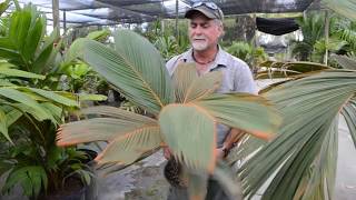 Rare Palm! - Phoenicophorium borsigianum