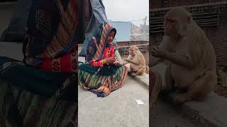 Sawre ko dil me basa kr to dekho krishan_bhakti_ringtone #monkey #funny #funnymonkey #rplovelyvlogs