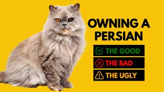 Owning a Persian Cat: The Good, The Bad, The Ugly