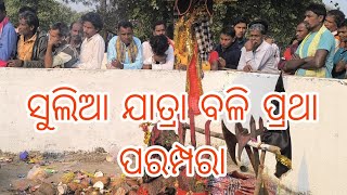 ସୁଲିଆ ଯାତ୍ରାରେ ବଳିପ୍ରଥା ପରମ୍ପରା