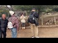 世界一賢い鹿と触れ合いを楽しむ外国人観光客🫎nara park