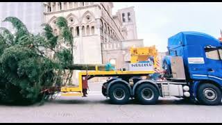 E’ arrivato l’albero di Natale in centro. Sabato accensione luminarie