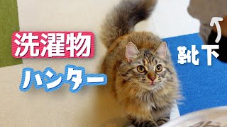 洗濯物を片付けようとすると襲いかかってくる猫が可愛すぎる【サイベリアン】