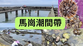 2023新北貢寮景點〡馬崗潮間帶〡阿婆採收石花 | 小朋友捕捉自然生物 | 天然游泳池撈海膽與浮潛 | 極東公園蜘蛛百合花海