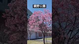 鏡野公園の桜 29.03.2024 #shorts #sakura #櫻花 #さくら