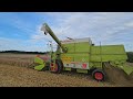 claas dominator 38 mit integrierten strohhäcksler beim weizen dreschen mit fendt farmer 309 ci 2024