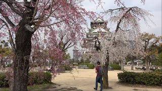 ⁴ᴷ 【桜満開/大阪城公園/2020】4/3(金)