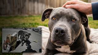 The Hidden Crisis Nobody Talks About: Homeless Pets