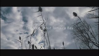 Vlog#1 Jamaica Bay观鸟