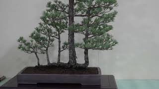 Main tree Goyomatsu pot Japanese Nagakata (91st Meifu Bonsai Exhibition)