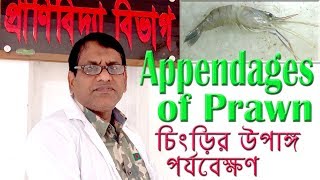 Appendages of Prawn -  চিংড়ির উপাঙ্গ পর্যবেক্ষণ