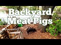 The Ultimate Guide to Raising Backyard Meat Pigs