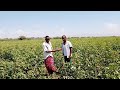 የጥጥ ማሳ ጉብኝት በአፋር ክልል cotton land tour in afar region