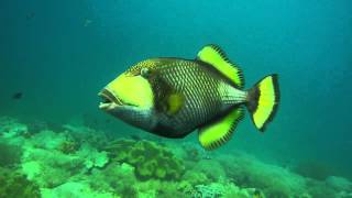 Angry Trigger fish