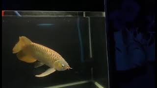 the best fish is asian arowana if you have one you will get luck