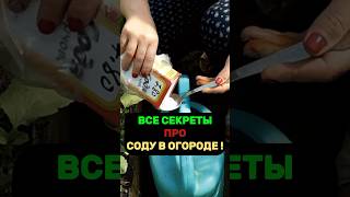 Срочно обработайте СОДОЙ ваши растения и вы получите...  #подкормка #огород #урожай #сад #дача