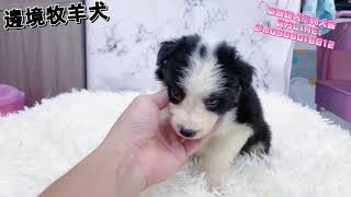 泰迪幼犬寵物犬舍-黑白邊境牧羊犬 #合法犬舍 #台南犬舍 #邊境牧羊犬 #牧羊犬 #邊境 #狗狗