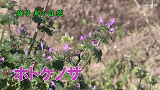 ホトケノザ 冬のころ紅紫色の長い筒状の唇形花を咲かせた開花風景～種子島の自然