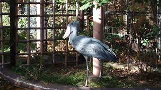 ちょっと飛んで挨拶するハシビロコウ　ハトゥーウェ　上野動物園