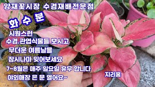 양재꽃시장 수경재배전문점 #화수분  무더운여름 수경.관엽식물들 보시고 잠시나마 시원함을 즐겨보세요~