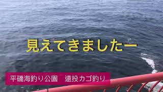 『遠投カゴ釣り』マダイヒット！！　fishingmax垂水店