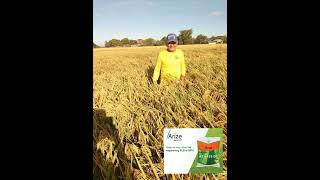 HYBRID RICE | AZ 8433 DT | BAYER CROP SCIENCE | RAINE DROPS TV