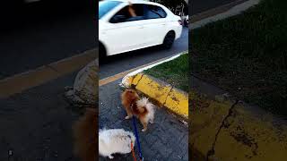 Trafikte karşıya geçmek Asii\u0026Aşil'e🐾MaşaAllâh ❤️💙