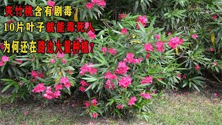 夹竹桃含有剧毒，10片叶子就能毒死人，为何还在路边大量种植？