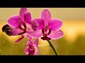 PHALAENOPSIS ORCHID WATERING | ORCHID CARE CONDITIONS