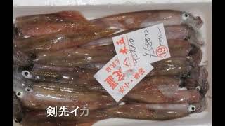 2025 2 25の若狭小浜の魚達！　　定置の魚！　　剣先イカ・・