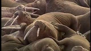 The National Wildlife Refuges of Alaska