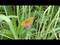 high brown fritillary on red clover ウラギンヒョウモン♂がムラサキツメクサを訪花吸蜜