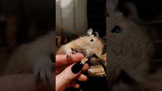 Degus / Koszatniczka #youtubeshorts #animal #youtube #degu