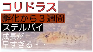 【コリドラス】さらに大きく・・孵化から３週目  ステルバイ