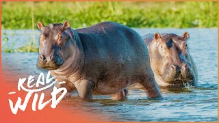 The Biggest Beasts Of The Animal Kingdom | Wild Ones | Real Wild