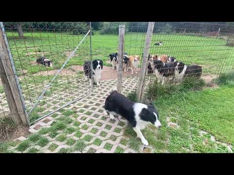 Are black border collies rare?