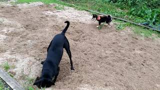 Shiba inu  play with Taiwan dog