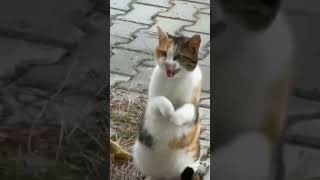 Funniest Cats Video Short 2023 - You Laugh You Lose #cats #funny #lol #shorts #short