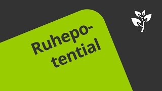 Gut erklärt: das Ruhepotential | Biologie | Neurobiologie