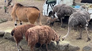 番外編 ウォーキングサファリ　草食動物のご飯の時間【2023年1月23日】【伊豆アニマルキングダム】